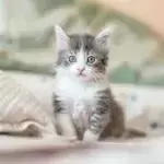 优质的在线站点!推荐一波!